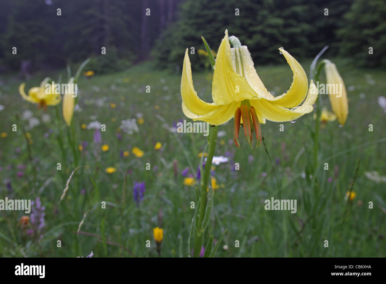 Il Lilium rhodopaeum Delip., Giglio, rara pianta endemica sui Balcani Bulgaria (Montagne Rhodopi) Foto Stock