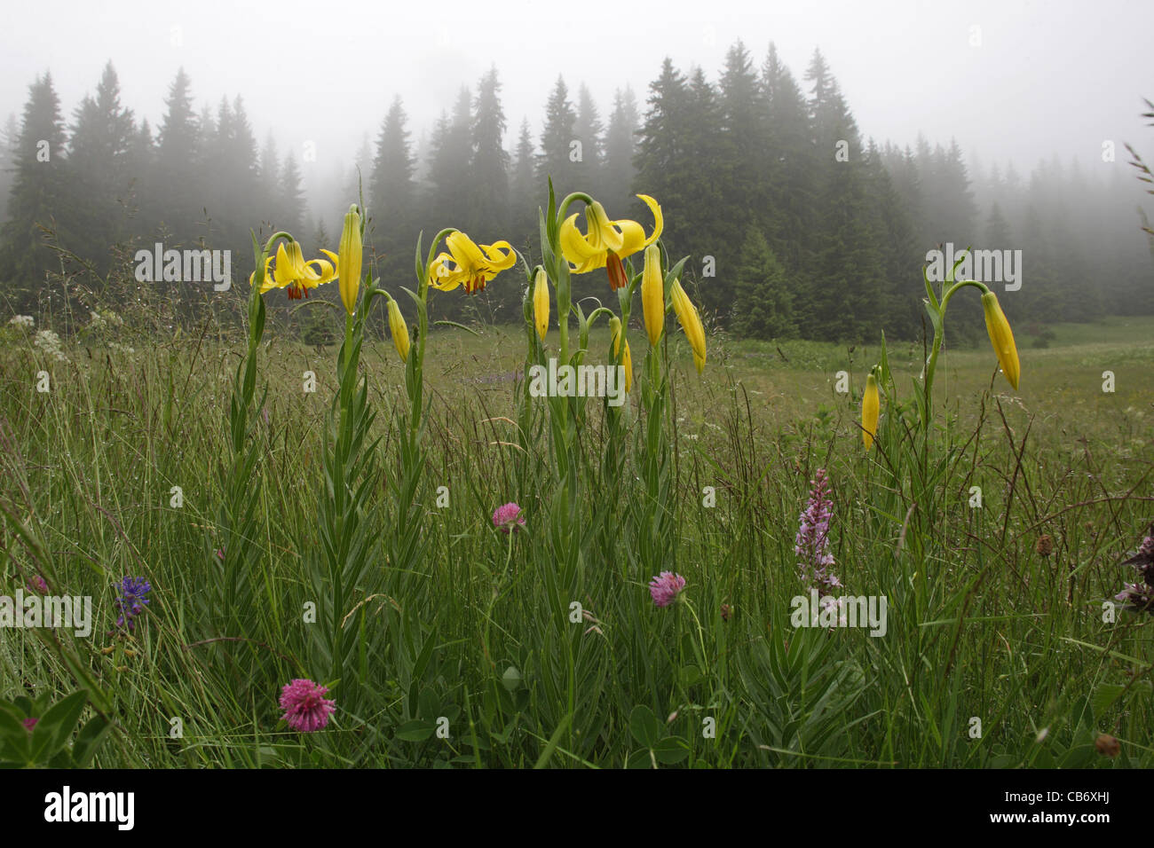 Il Lilium rhodopaeum Delip., Giglio, rara pianta endemica sui Balcani Bulgaria (Montagne Rhodopi) Foto Stock