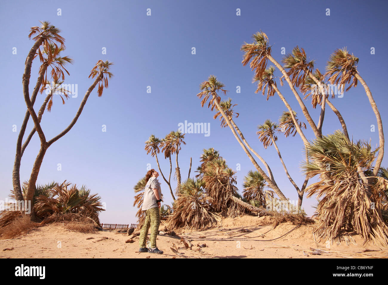 Hyphaene thebaica, con nomi comuni doum palm e gingerbread tree, Foto Stock