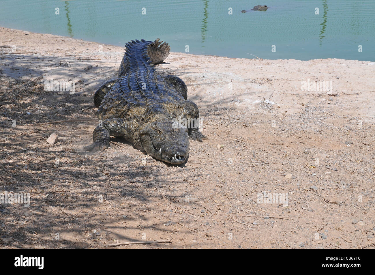 Israele, Aravah, coccodrillo e coccodrillo fattoria di allevamento Foto Stock