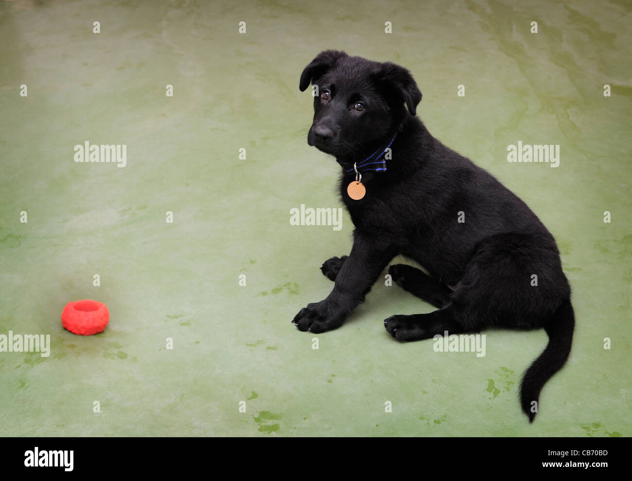 Un pastore tedesco cane cucciolo presso il Metropolitan Police Service di addestramento del cane stabilimento, Keston, Kent, Inghilterra, Regno Unito. Foto Stock Un pastore tedesco cane cucciolo presso il Metropolitan Police Service di addestramento del cane stabilimento, Keston, Kent, Inghilterra, Regno Unito. Foto Stock