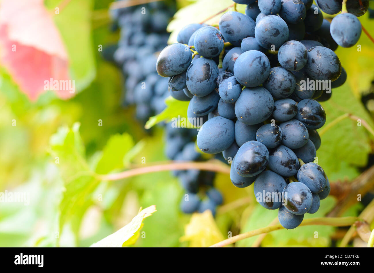 I grappoli di uve blu sulla vigna al tramonto Foto Stock