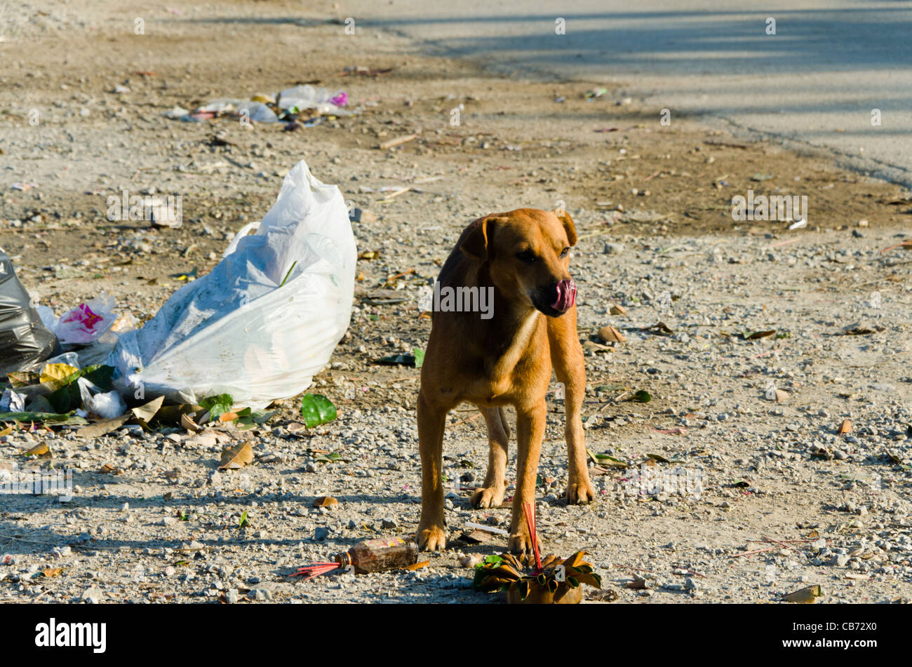 Feste del cane sul cestino e slurps con linguetta in Thailandia del Nord Foto Stock