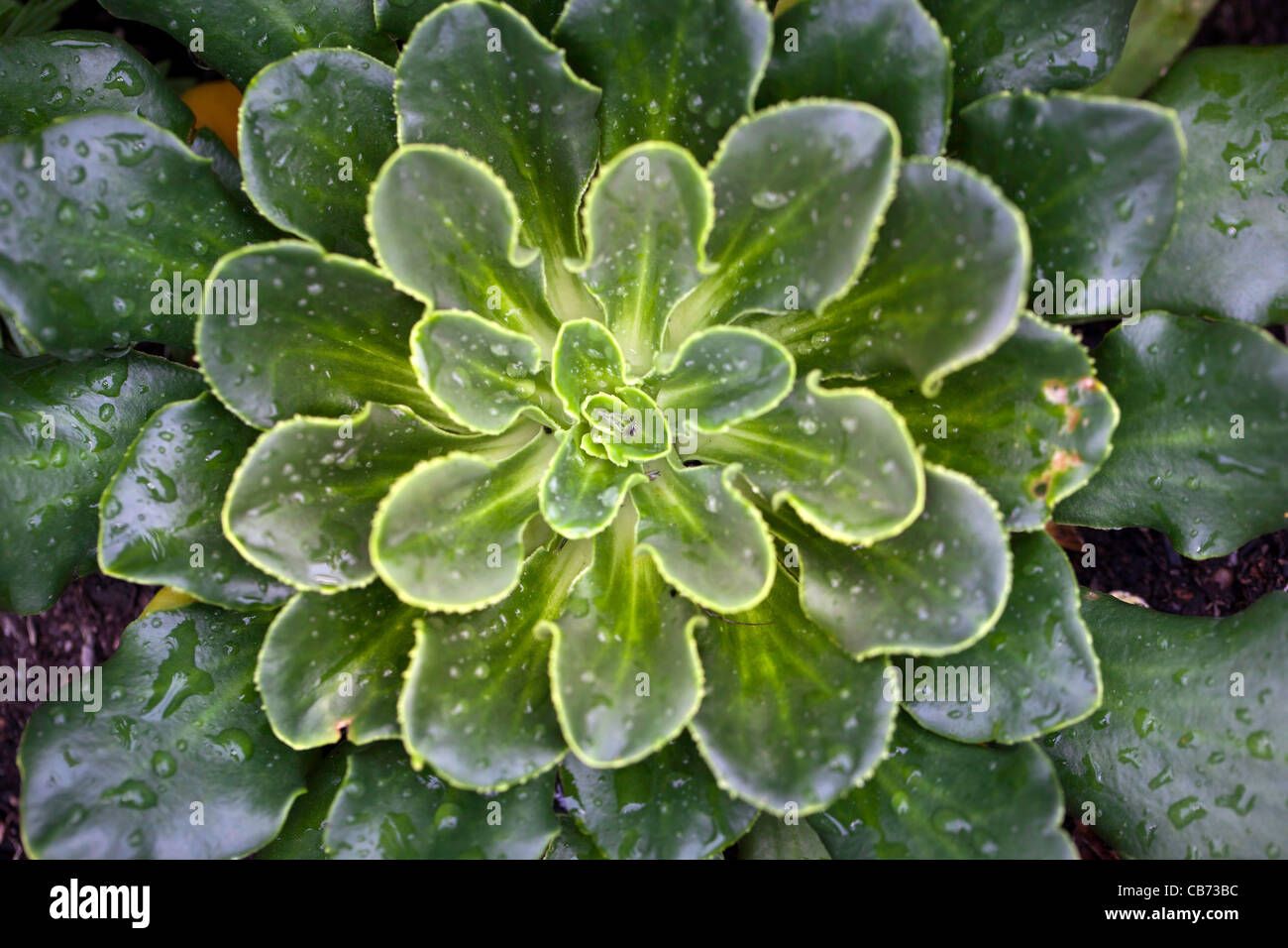 Bitterroot (Lewisia cotiledone) Foto Stock