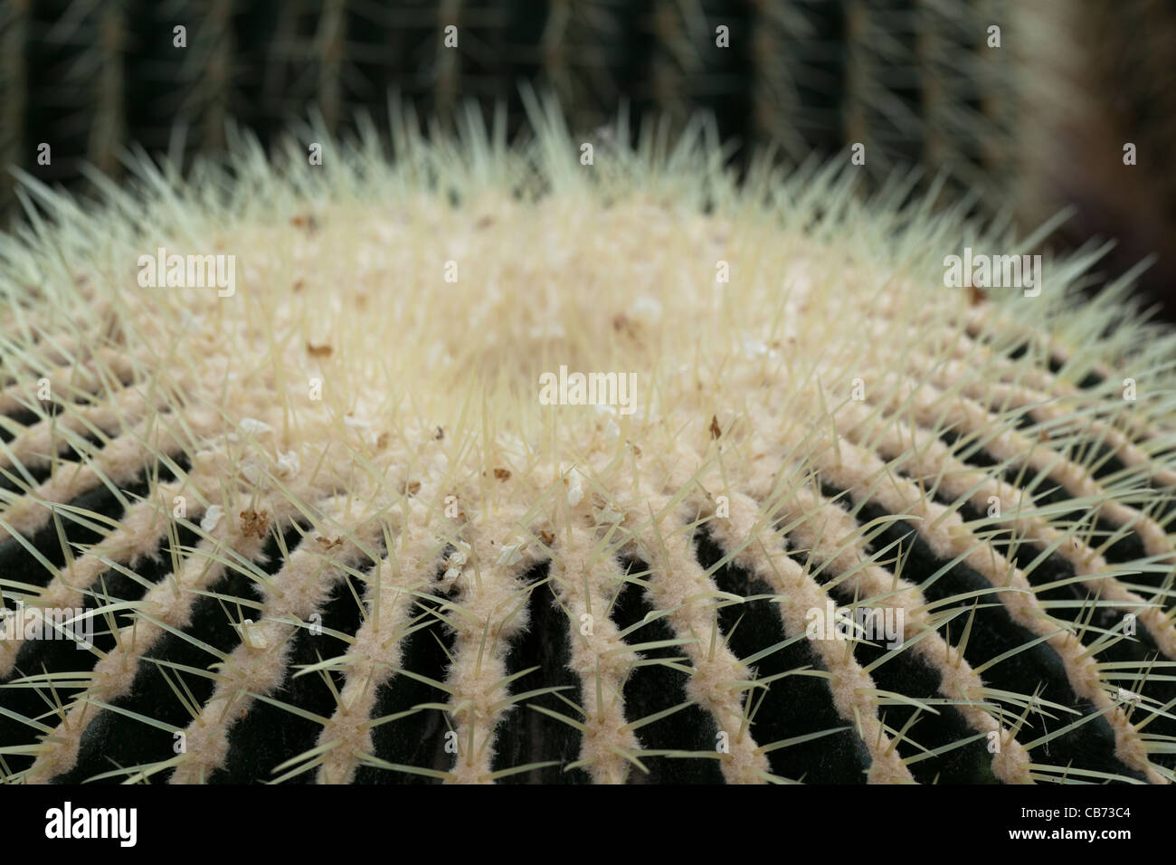 Suocera cuscino, Svärmors kudde (Echinocactus grusonii) Foto Stock
