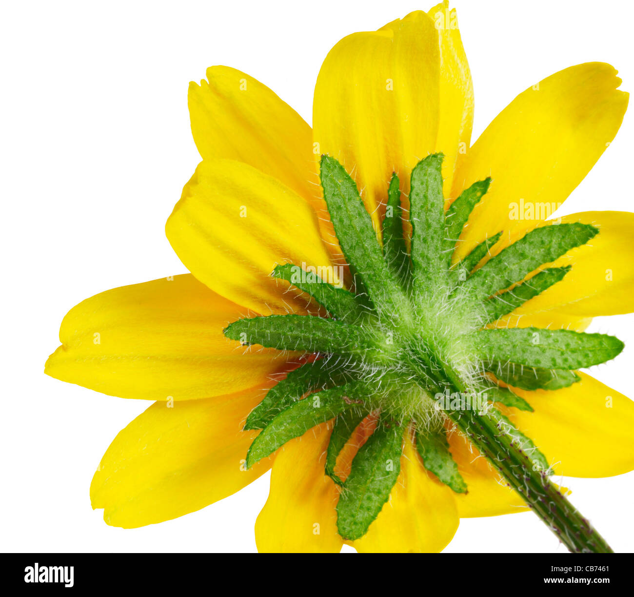 Dettagli sul retro di un fiore giallo nel retro bianco Foto Stock