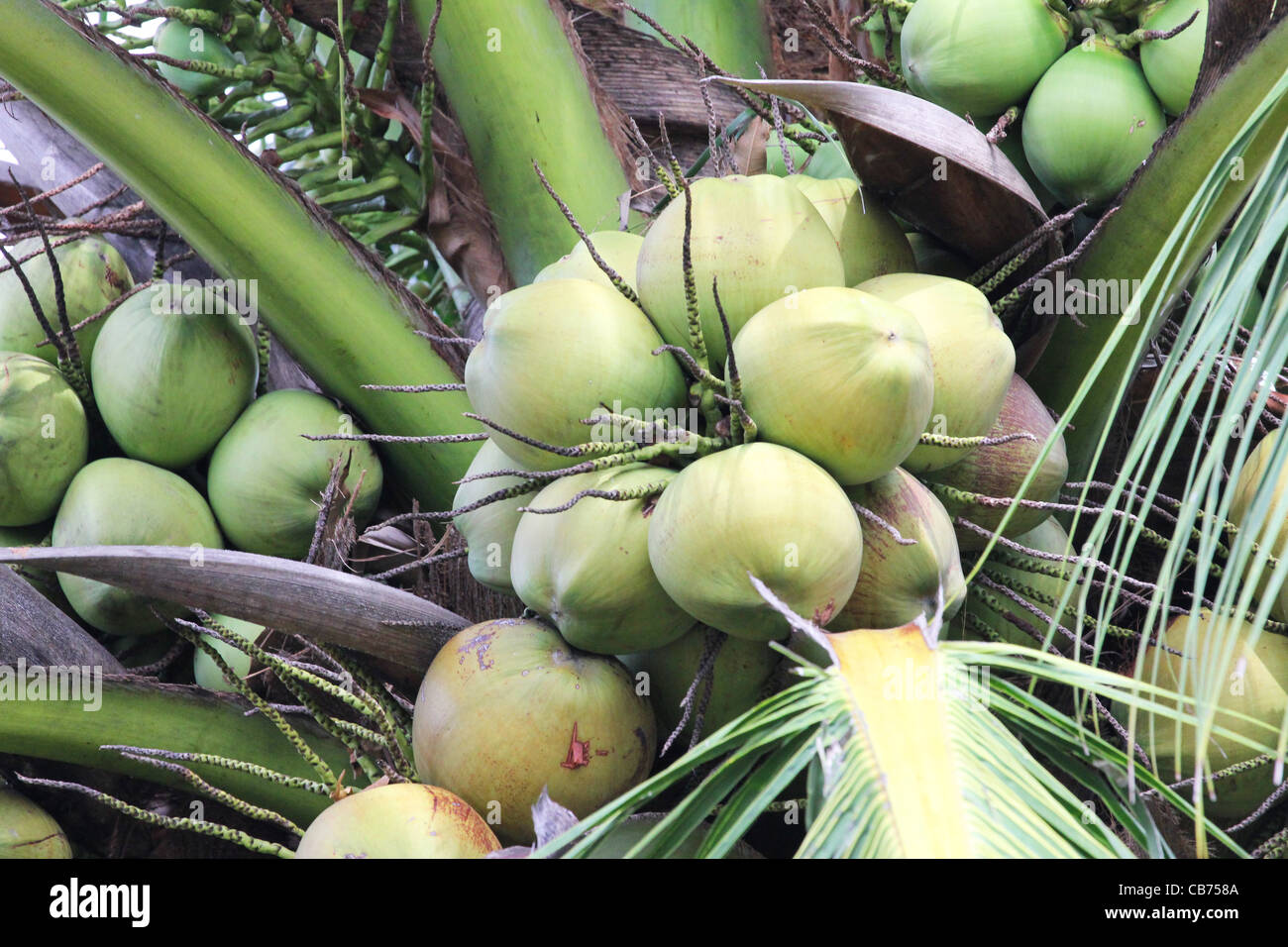 Noci di cocco su un Palm tree vicino fino in Thailandia. Foto Stock