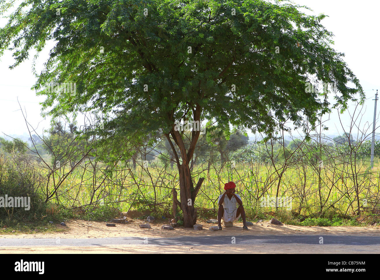 Rajasthani uomo seduto in ombra sotto un albero. India Foto Stock