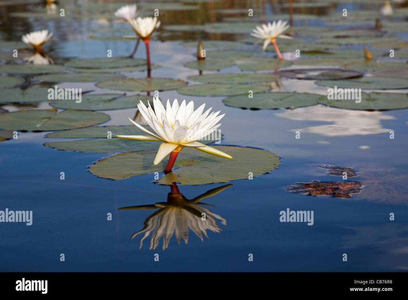 White water lilies sul lago in Okavango Delta, Botswana, Africa Foto Stock
