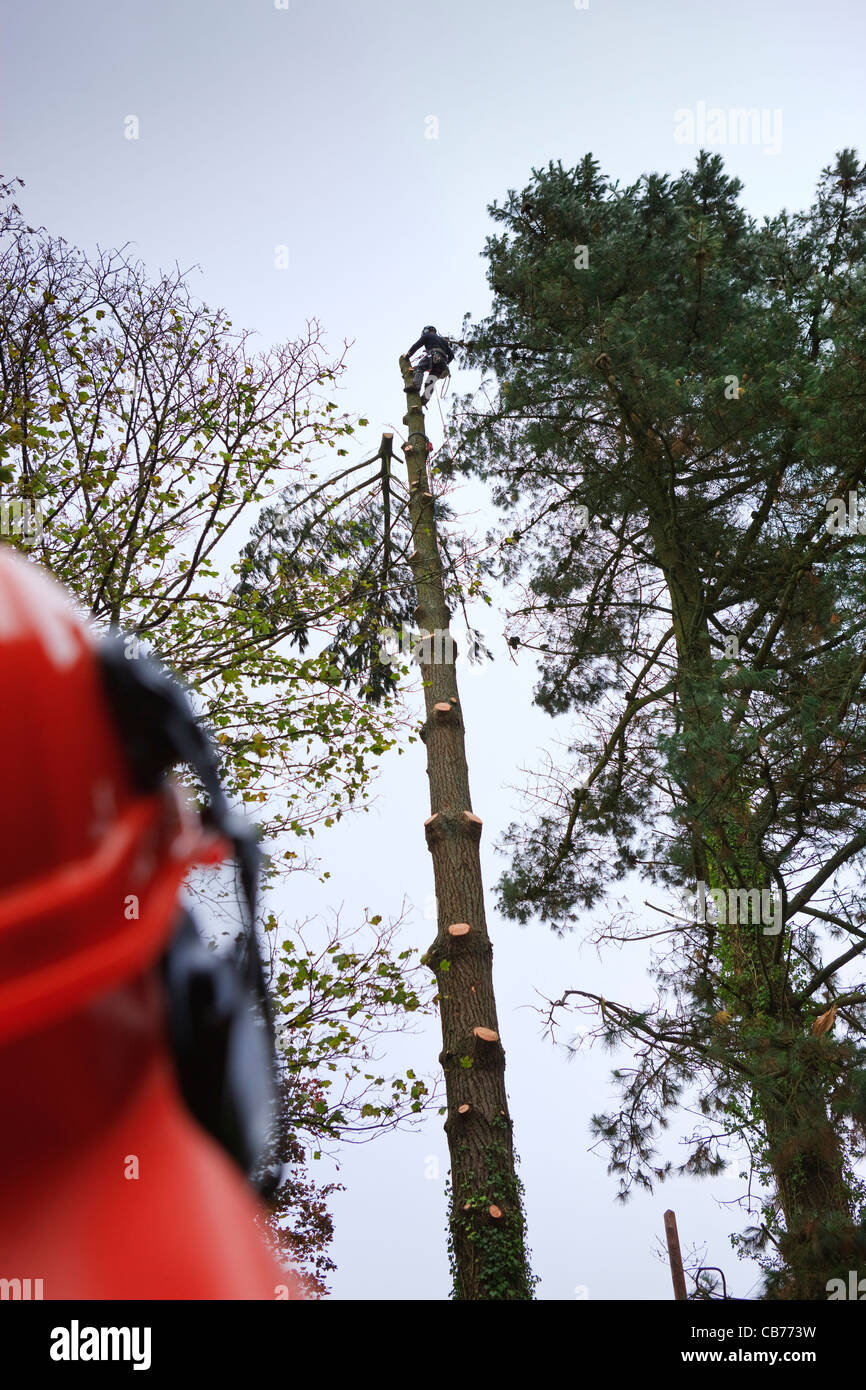 Tree chirurgo a lavorare in un giardino Narberth Pembrokeshire Wales Foto Stock