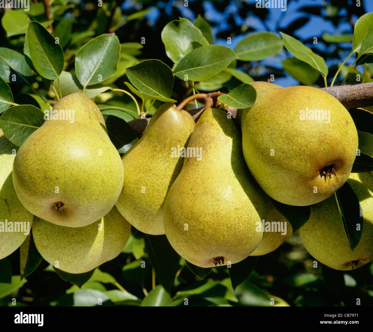 Gorham pera, un ritardo di varietà coltivate in Oriente e Nord-ovest. Foto Stock