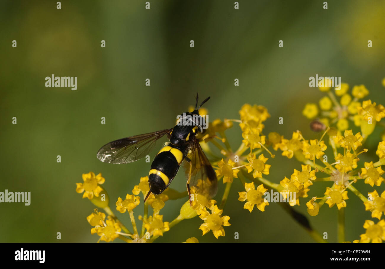 Bumblebee Hover Fly Temnostoma bombylans su finocchio Foto Stock