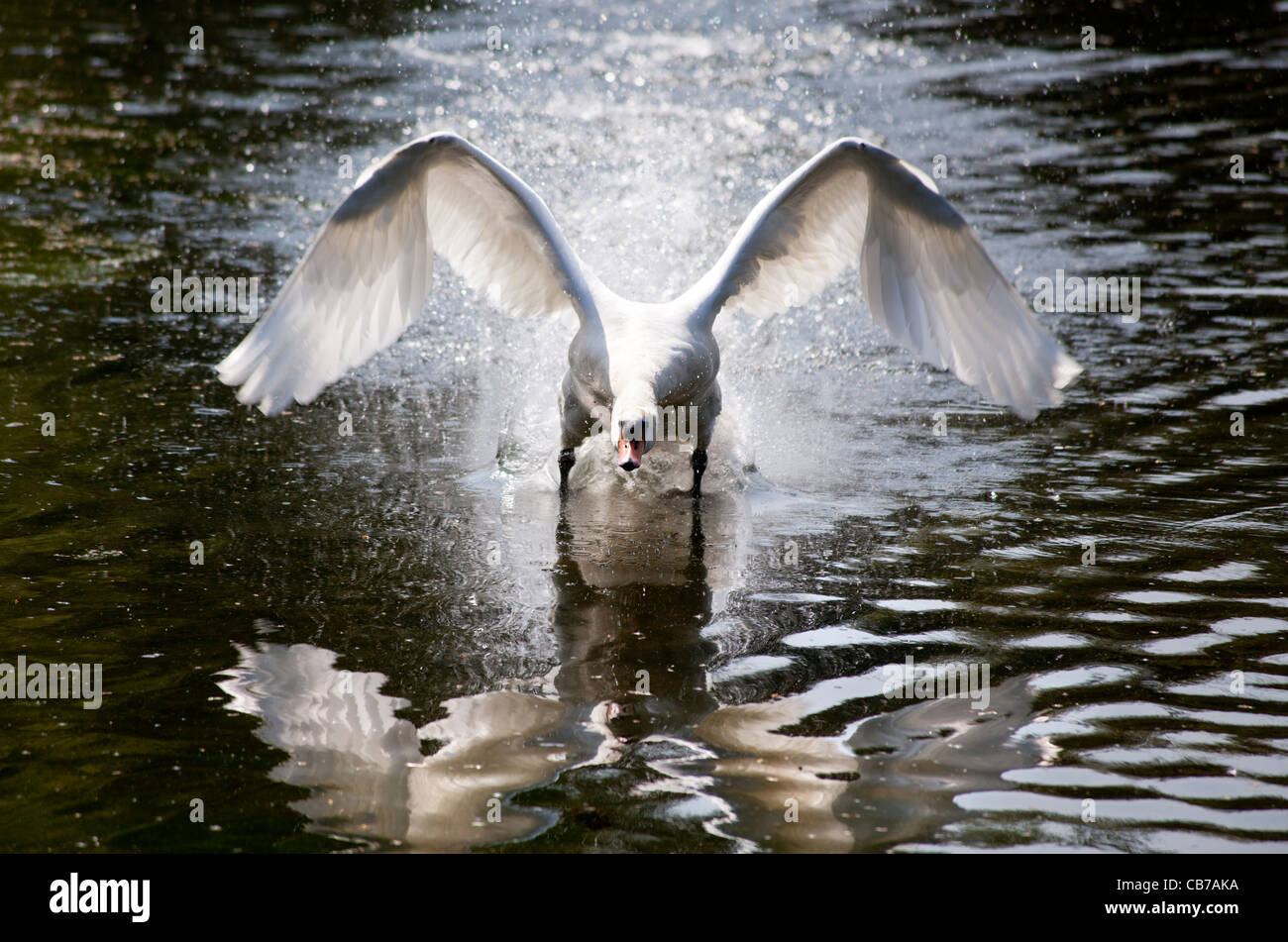 Maschio di cigno (Cygnus olor) aggressivamente gli spruzzi di acqua per difendere il suo compagno e territorio durante la nidificazione e la stagione di riproduzione Foto Stock