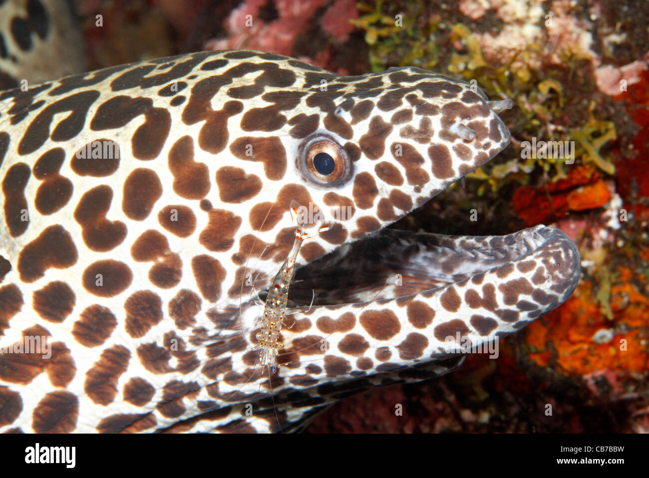 Nido Murene, chiamato anche Leopard moray eel, Gymnothorax favagineus, con un pulitore di gamberi Urocaridella antonbruunii sulla sua faccia. Foto Stock