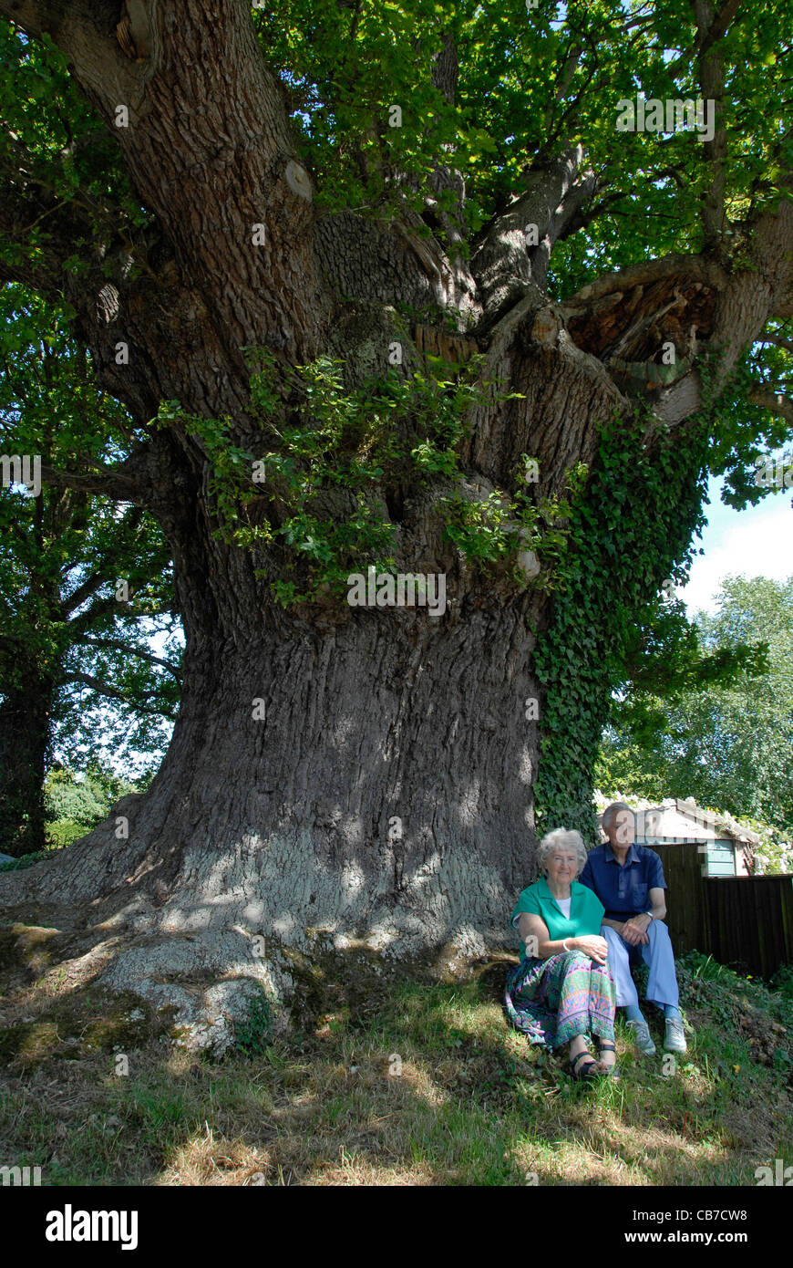 La grande quercia vicino a Eardisley Herefordshire England Regno Unito Foto Stock