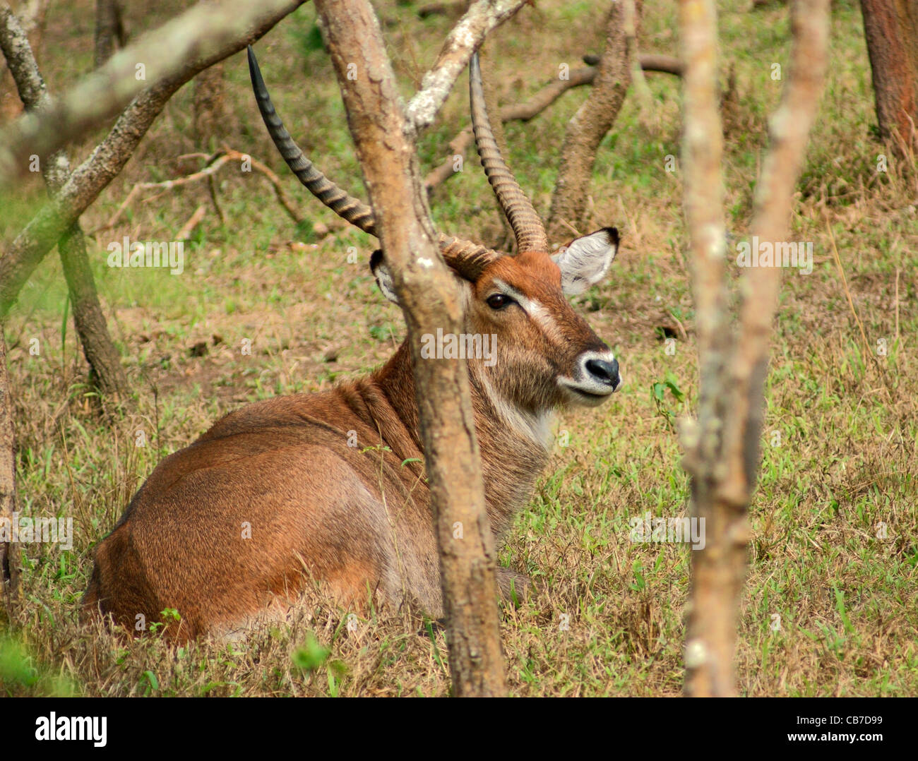 Un Defassa Waterbuck in appoggio sul terreno in Uganda (Africa) Foto Stock