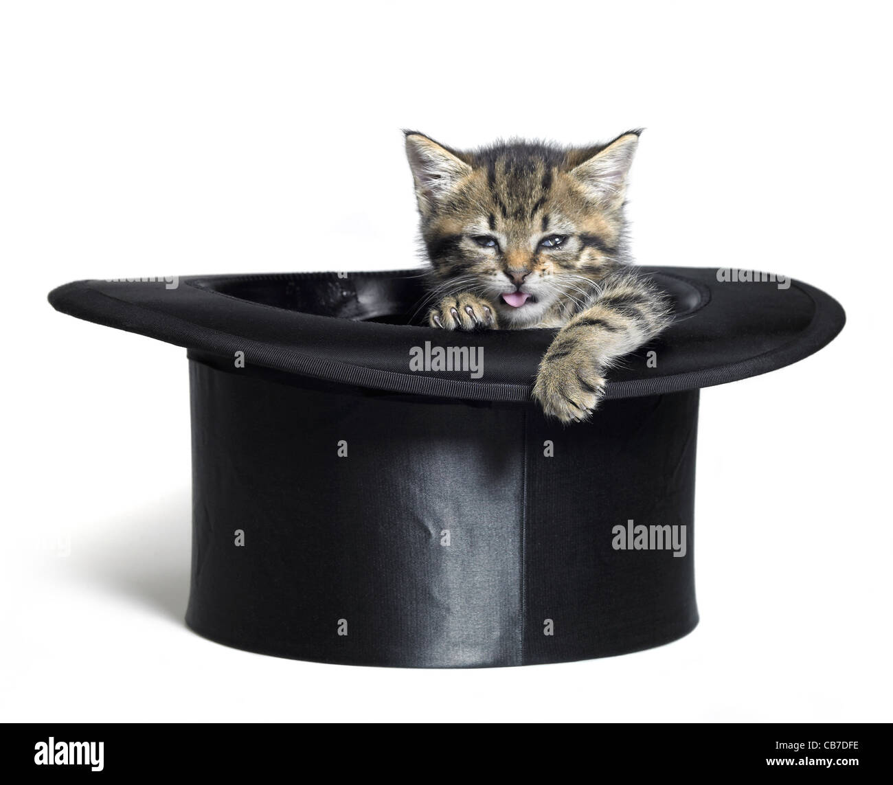 Studio fotografico di una divertente di fronte gattino all'interno di un nero top hat, isolato su bianco Foto Stock