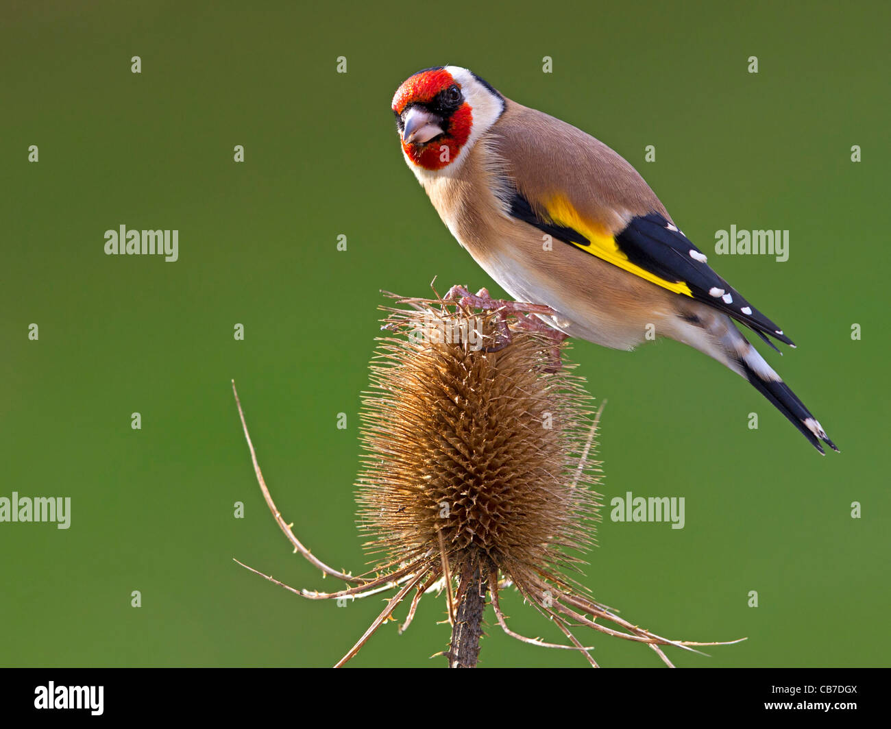 Unione cardellino appollaiato sulla testa teasel Foto Stock