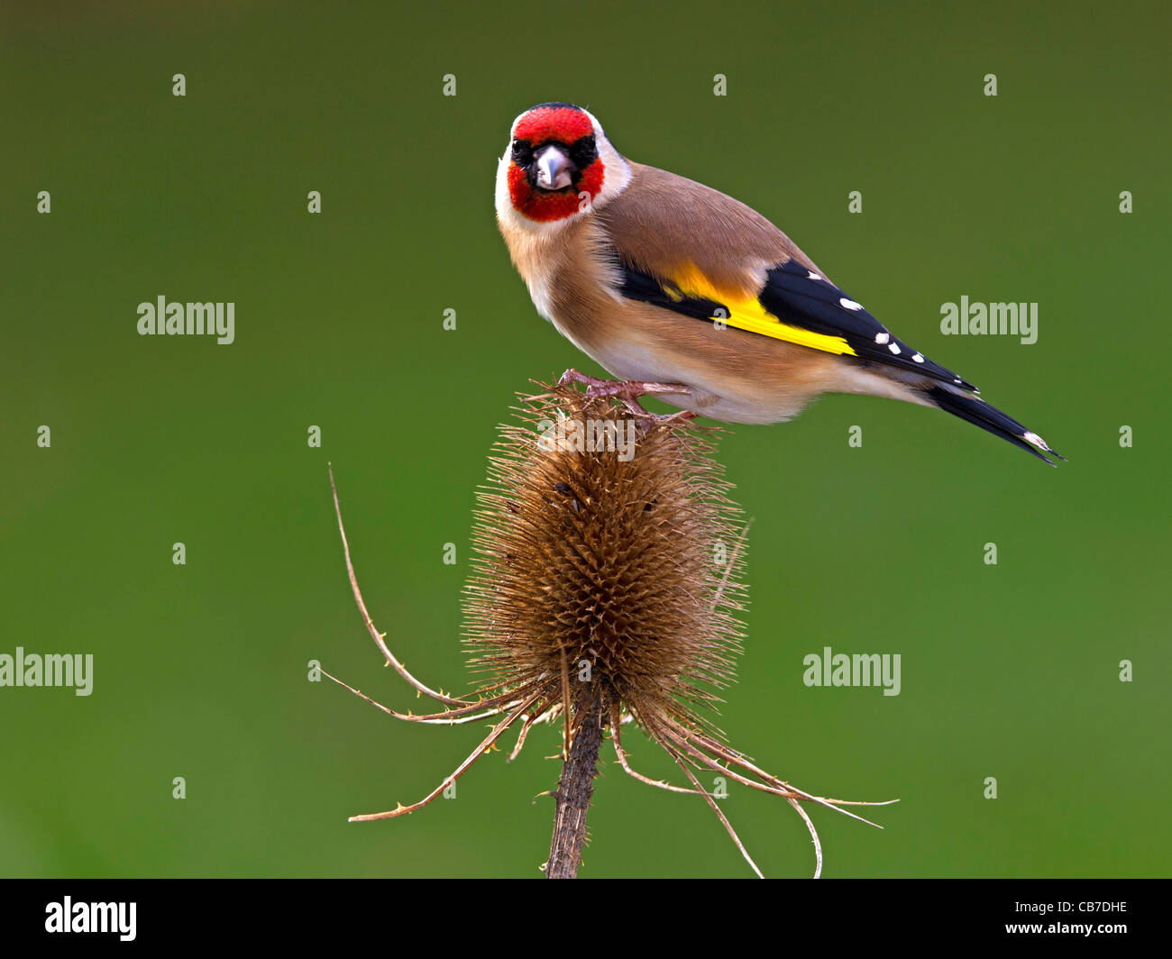 Unione cardellino appollaiato sulla testa teasel Foto Stock