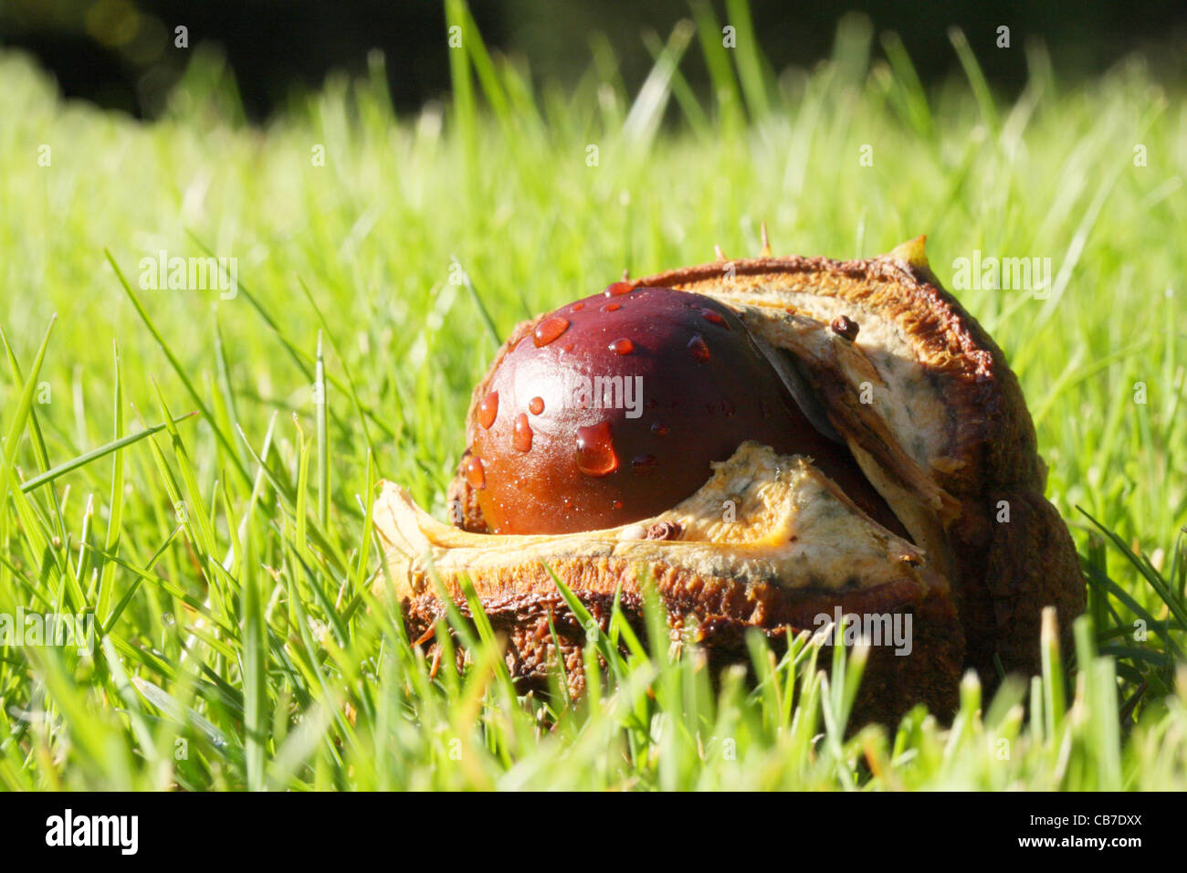 Conker - frutto del cavallo di castagno - Aesculus hippocastanum Foto Stock