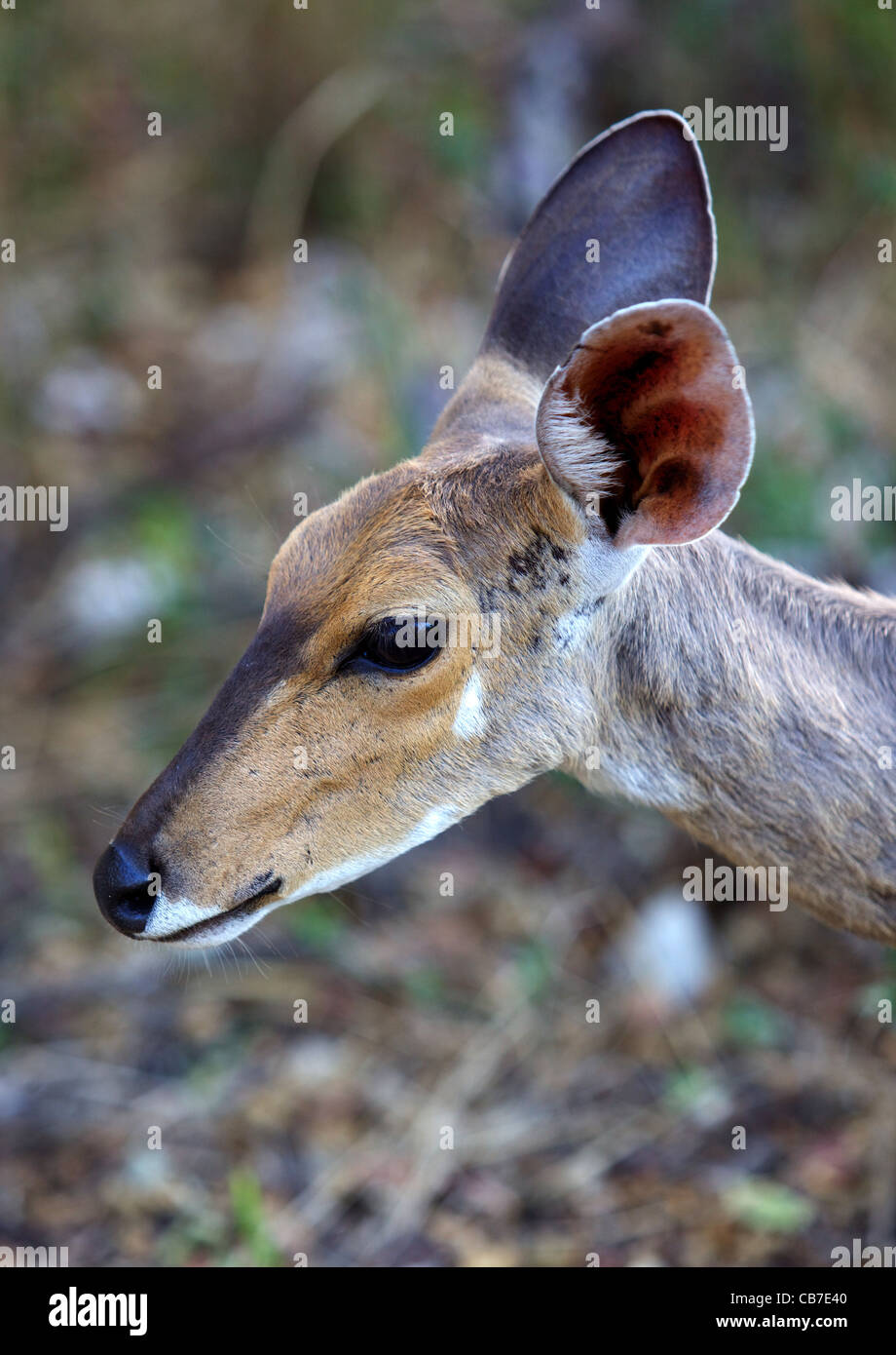 Ritratto di giovane donna bushbuck (Tragelaphus scriptus), Kruger National Park, Sud Africa. Foto Stock