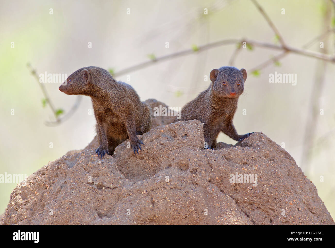 Una coppia di La Mangusta Nana (Helogale parvula) al loro den in un tumulo termite, Kruger National Park, Sud Africa. Foto Stock