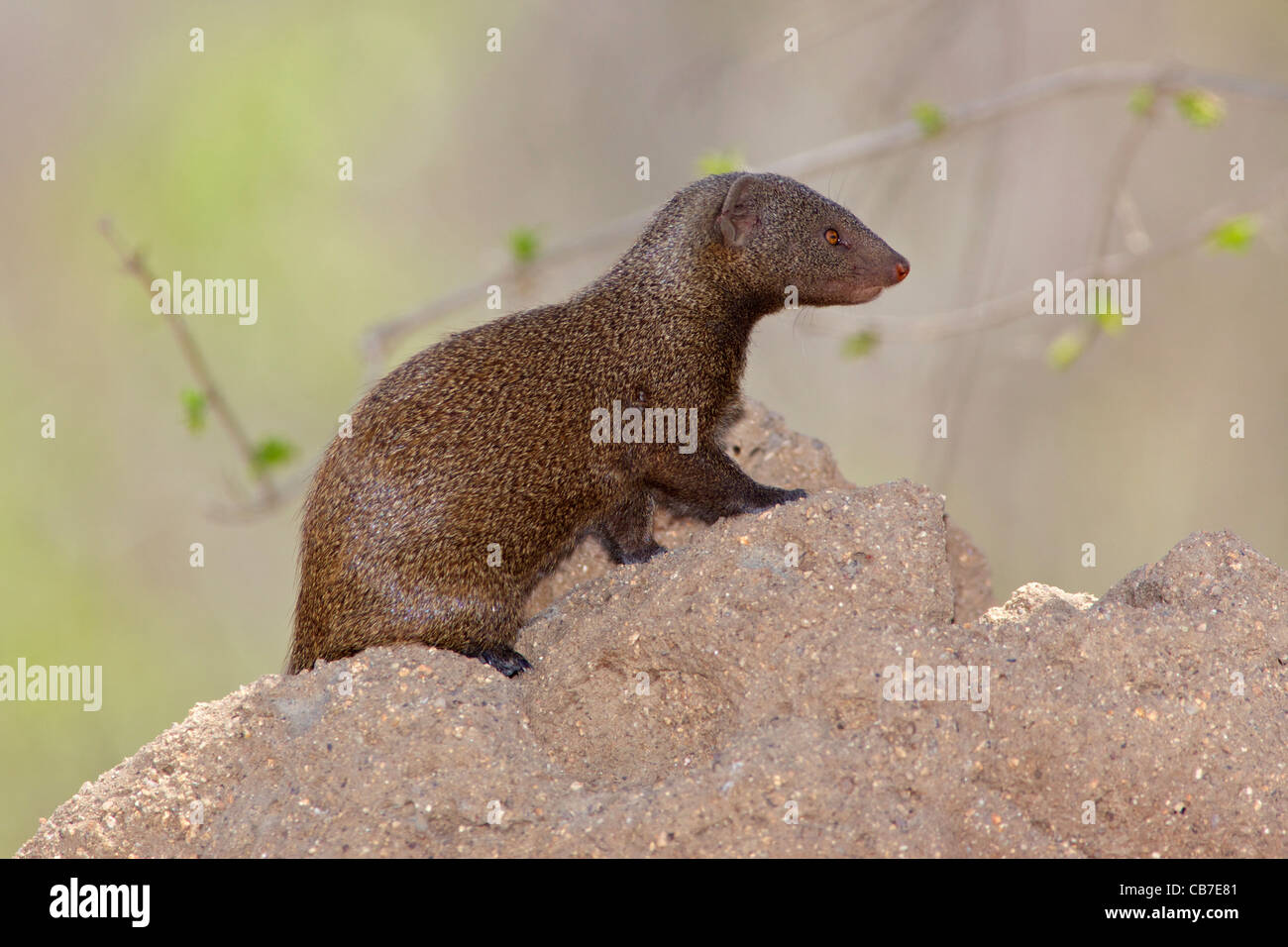 Una nana Mongoose (Helogale parvula) alla sua den in un tumulo termite, Kruger National Park, Sud Africa. Foto Stock