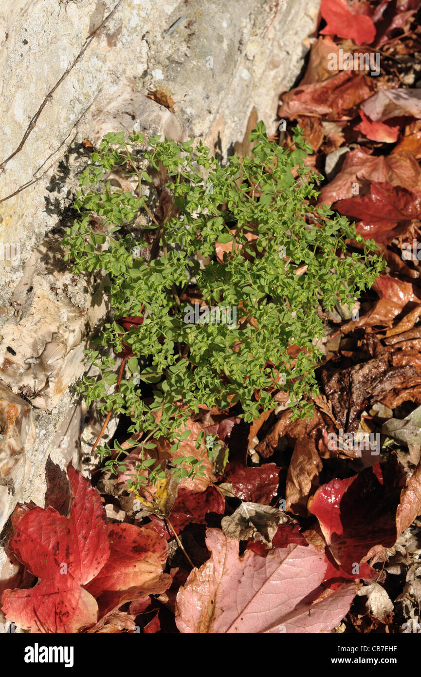 Sun (Euforbia Euphorbia helioscopia) impianto di semina tra fallenm rosse foglie di Boston ivy Foto Stock