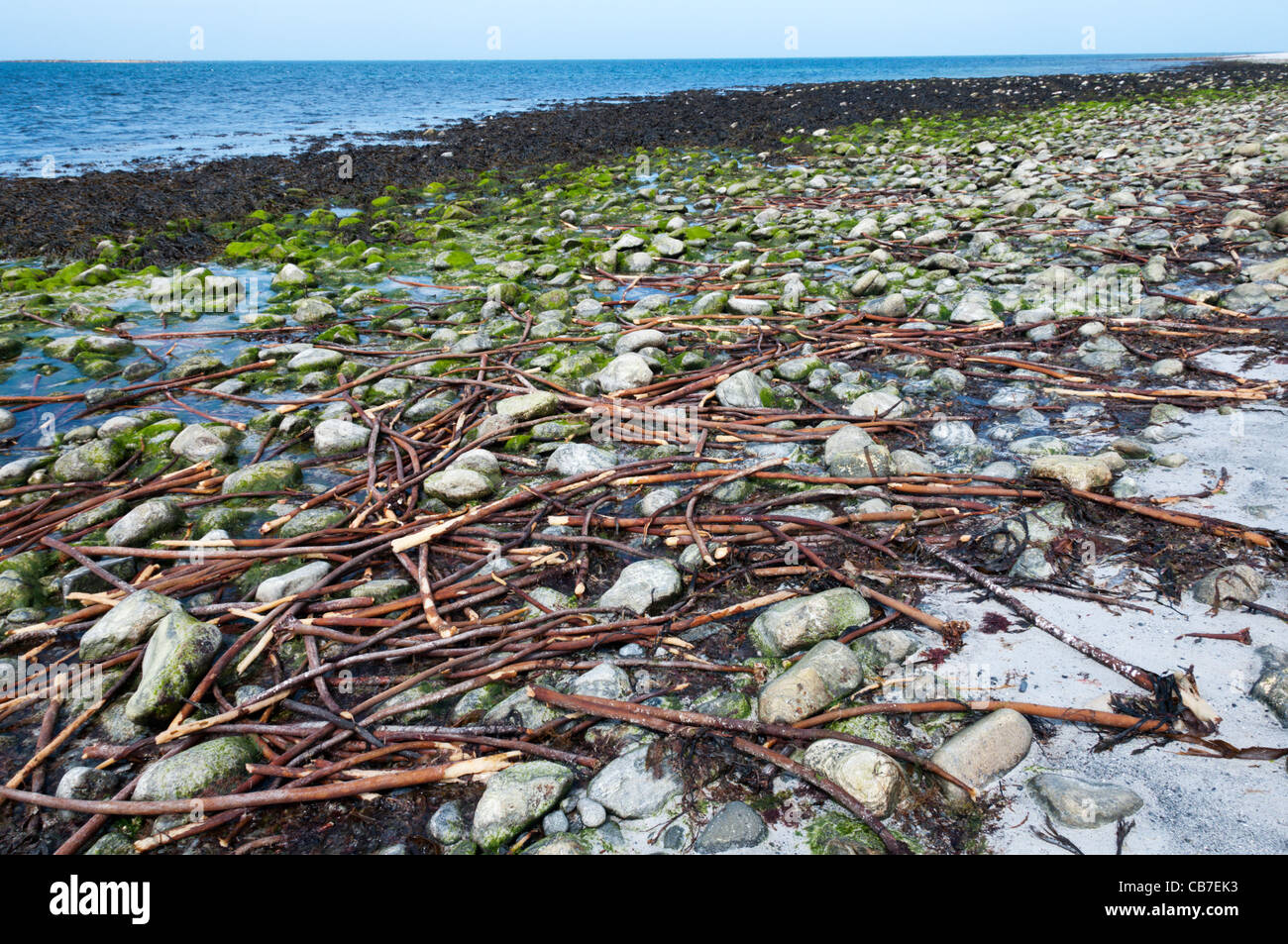 Steli di Kelp lavato fino a una spiaggia delle Ebridi. Foto Stock