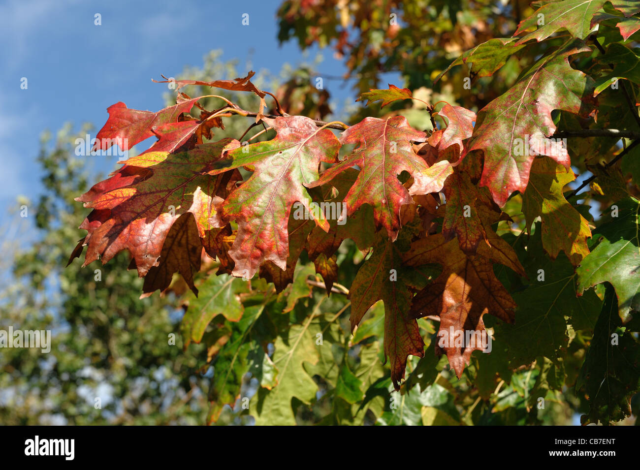 Fogliame di autunno su quercia rossa (Quercus rubra) nelle belle giornate d'autunno, Devon Foto Stock