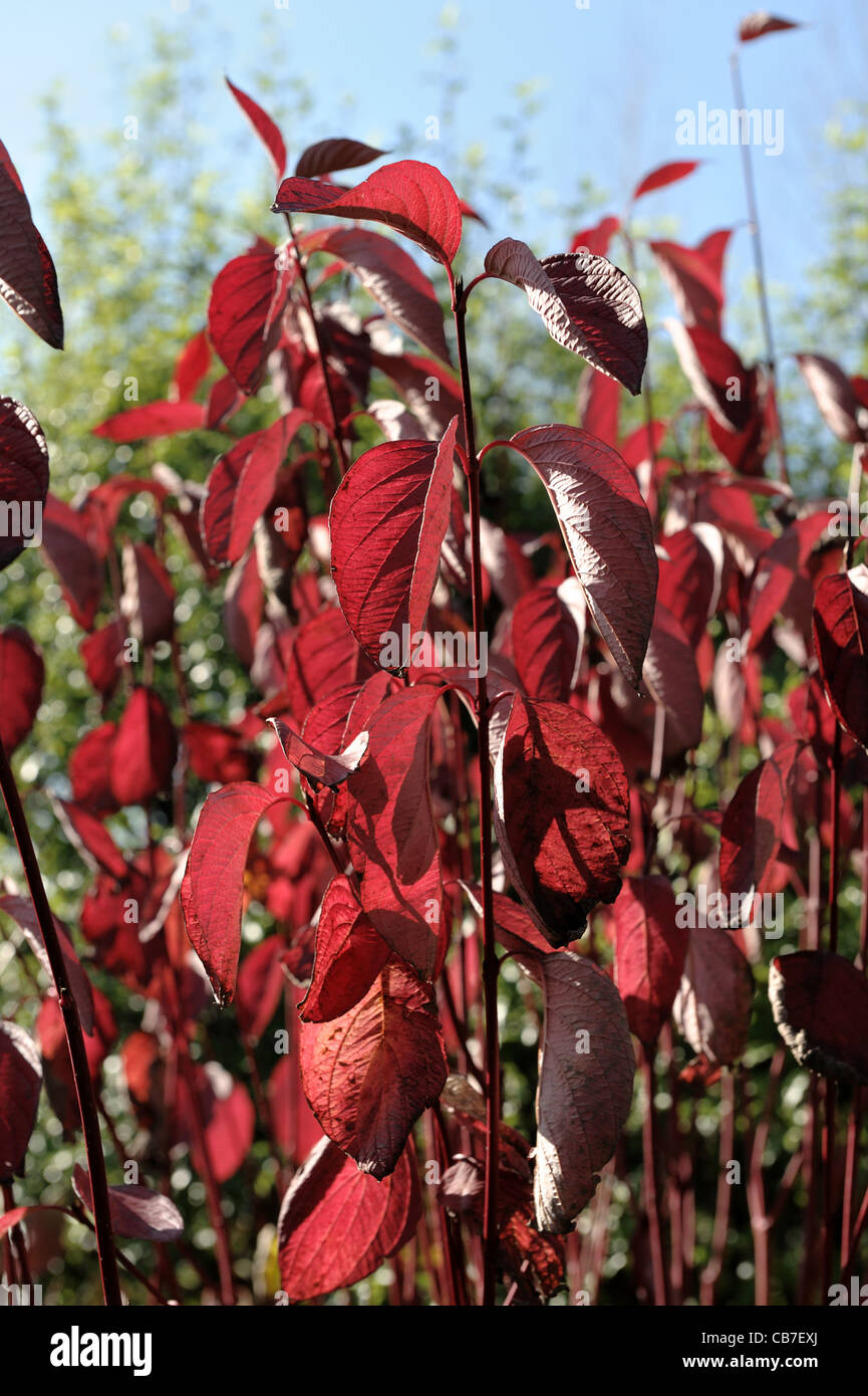 Autunno rosso foglie colorate di rosso derivava sanguinello (Cornus alba) Foto Stock