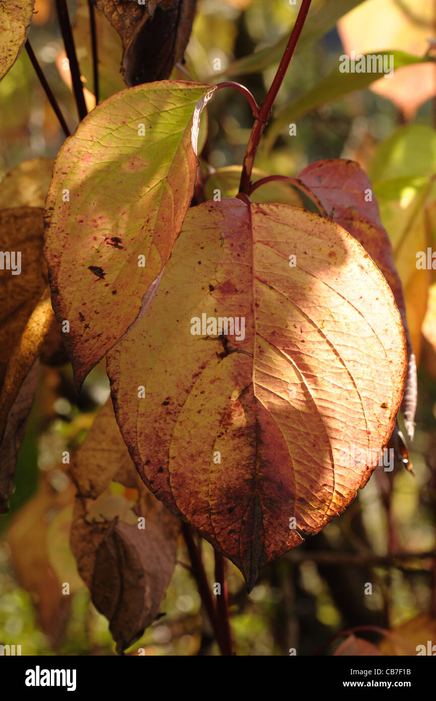 Rosso Giallo autunno foglie colorate di rosso derivava sanguinello (Cornus alba) Foto Stock