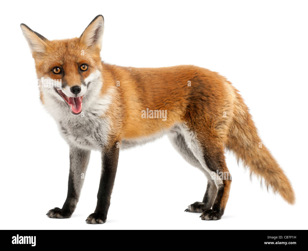 Red Fox, Vulpes vulpes, 4 anni, di fronte a uno sfondo bianco Foto Stock