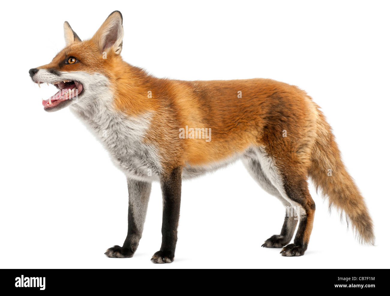 Red Fox, Vulpes vulpes, 4 anni, di fronte a uno sfondo bianco Foto Stock