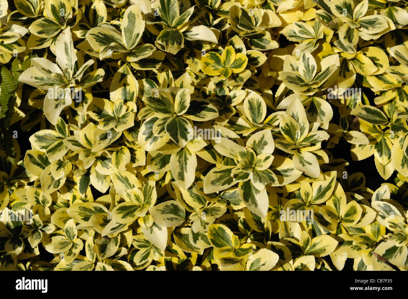 Foglie, fogliame di cespuglio fiorito Euonymnus japonica 'Aureo-Marginata' Foto Stock