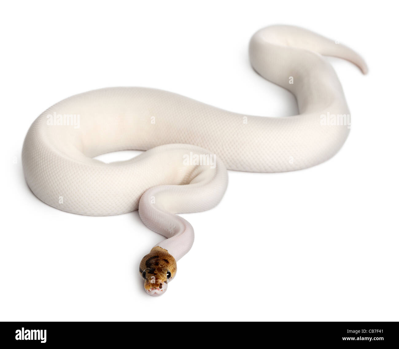 Pied femmina spider Royal Python Python regius, 18 mesi di età, di fronte a uno sfondo bianco Foto Stock