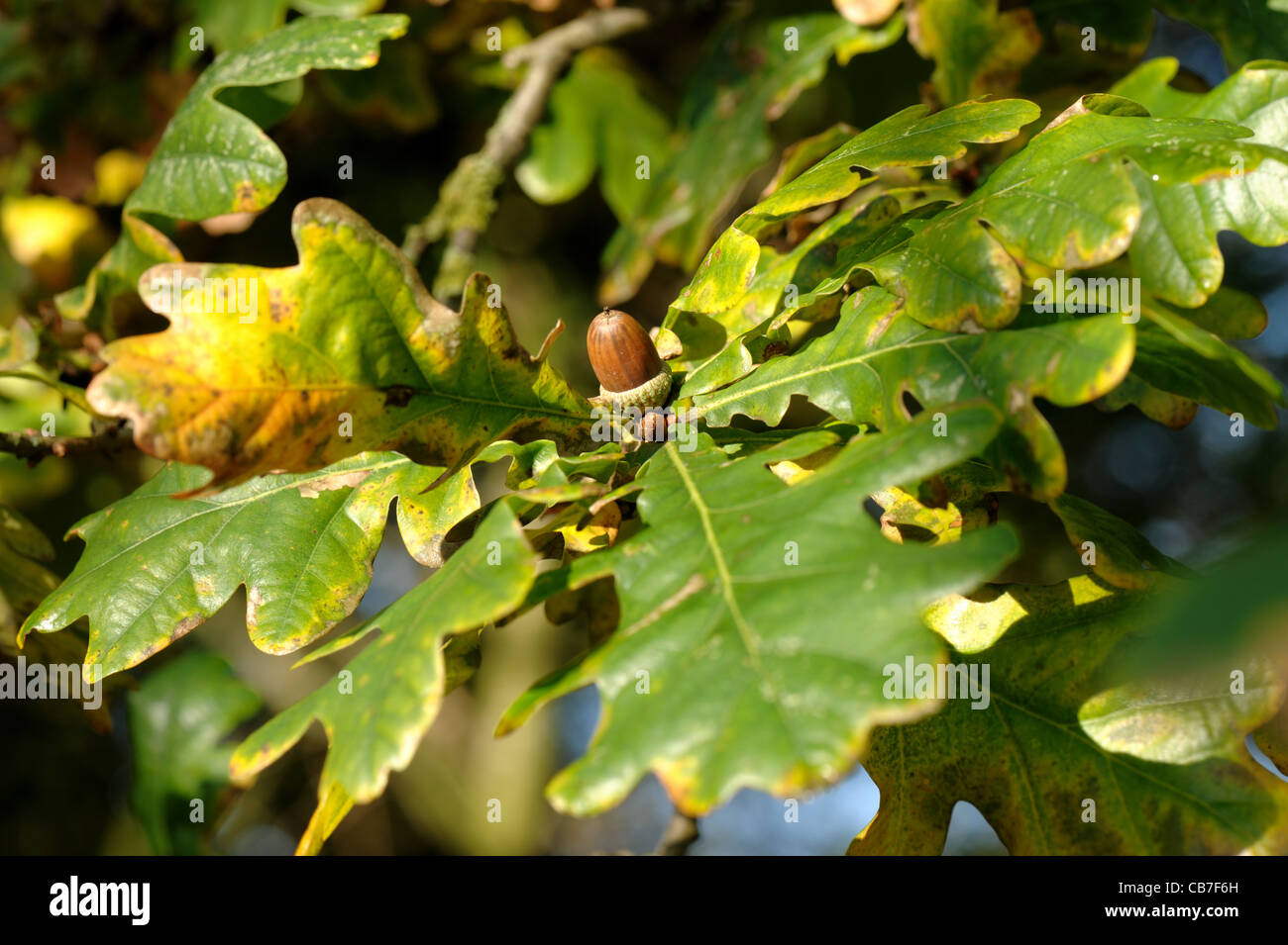 Foglie verdi e marrone acorn sull'albero in autunno Foto Stock