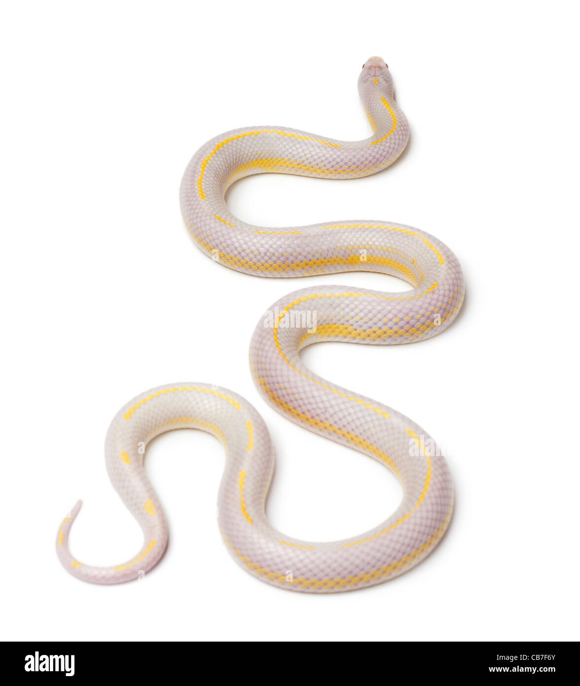 Albino Kingsnake orientale o Kingsnake comune o a catena, Kingsnake Lampropeltis getula californiae, di fronte a uno sfondo bianco Foto Stock