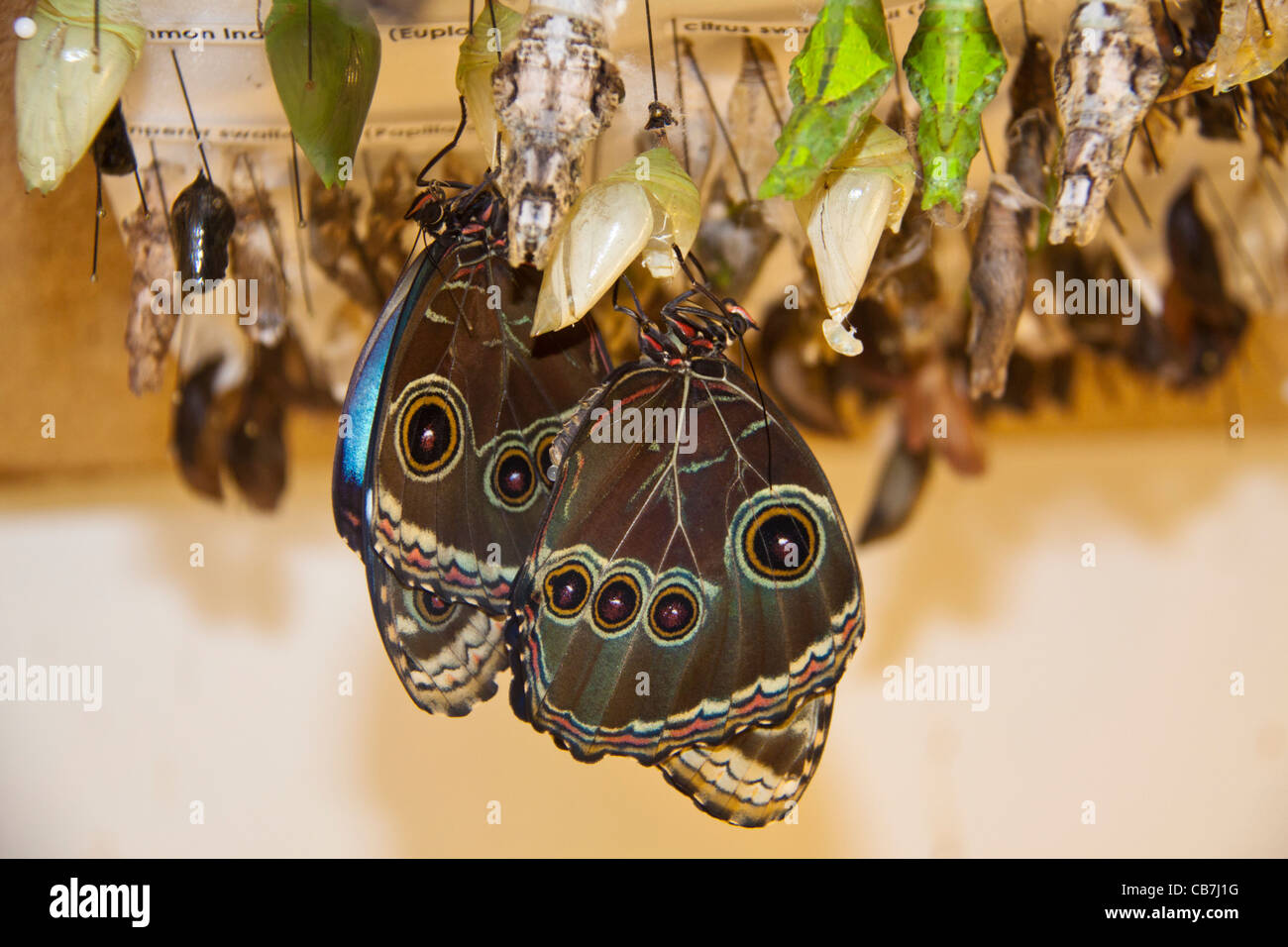 Farfalle emergente dalla crisalide in Cecil B. giorno Butterfly Centro a Callaway Gardens in legno di pino di montagna, Georgia. Foto Stock