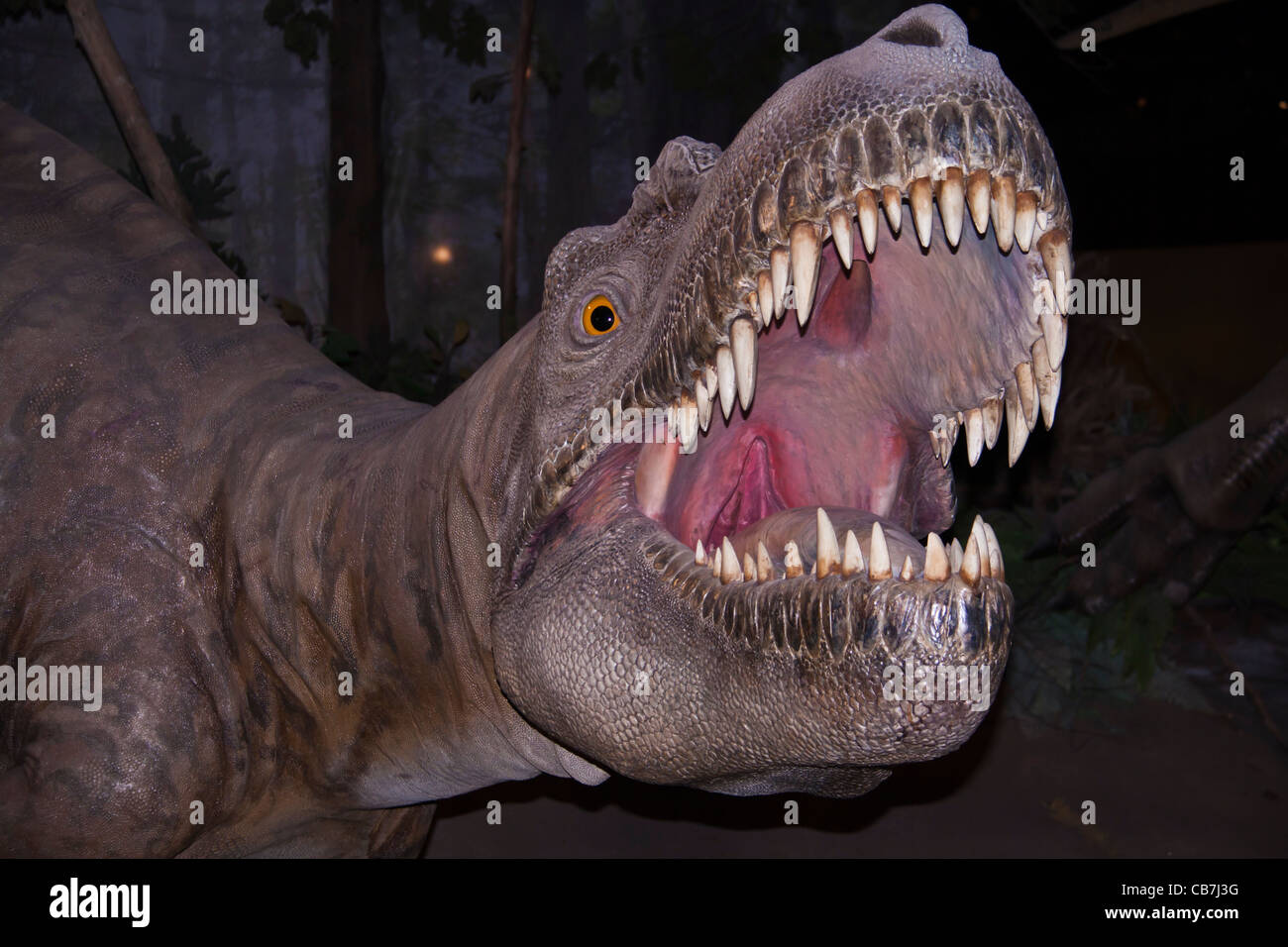 Denti di dinosauro immagini e fotografie stock ad alta risoluzione - Alamy