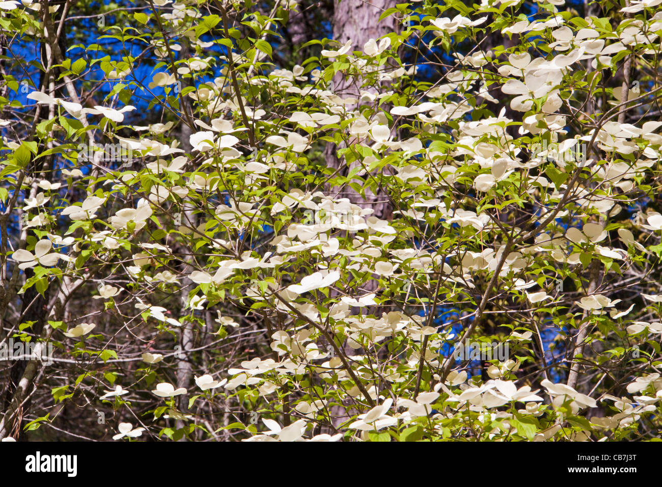 Corniolo alberi in fiore a Callaway Gardens in legno di pino di montagna, Georgia. Foto Stock