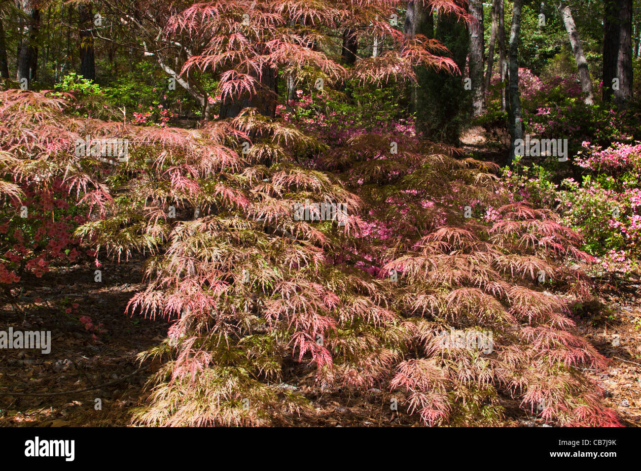 Giapponese acero, Acer palmatum 'Crimson Prince', a Callaway Gardens in legno di pino di montagna, Georgia. Foto Stock