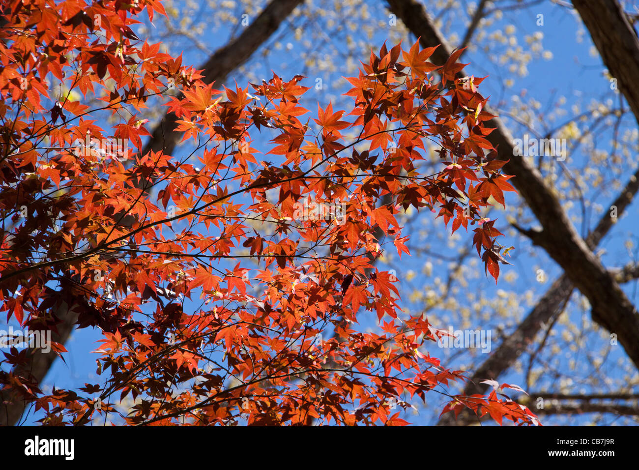 Giapponese acero, Acer palmatum, a Callaway Gardens in legno di pino di montagna, Georgia. Foto Stock