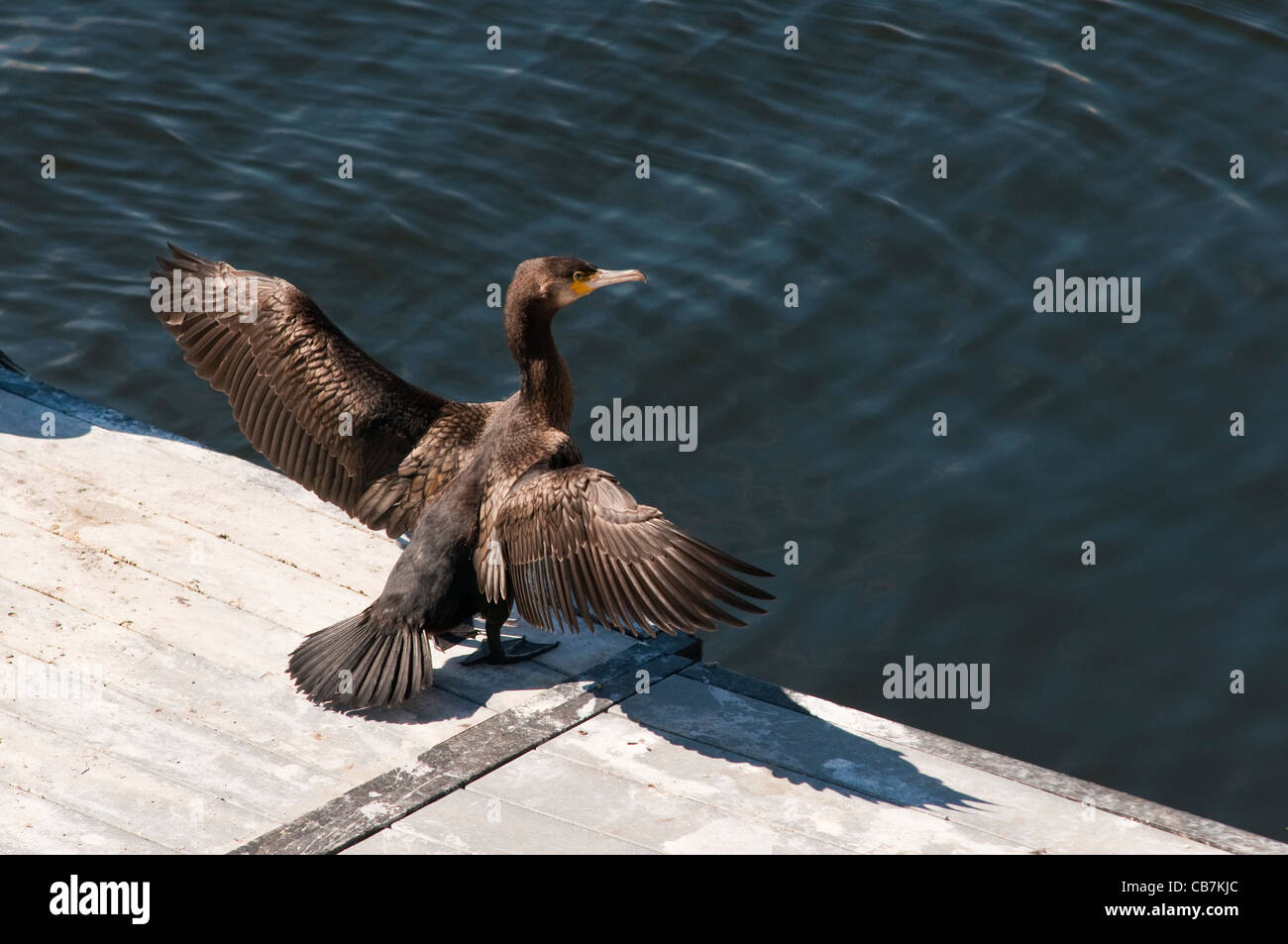 Cormorant che asciuga le sue ali su un banchina nella baia di Cardiff nel Galles del sud. Carbo Phalocrocorax. Foto Stock