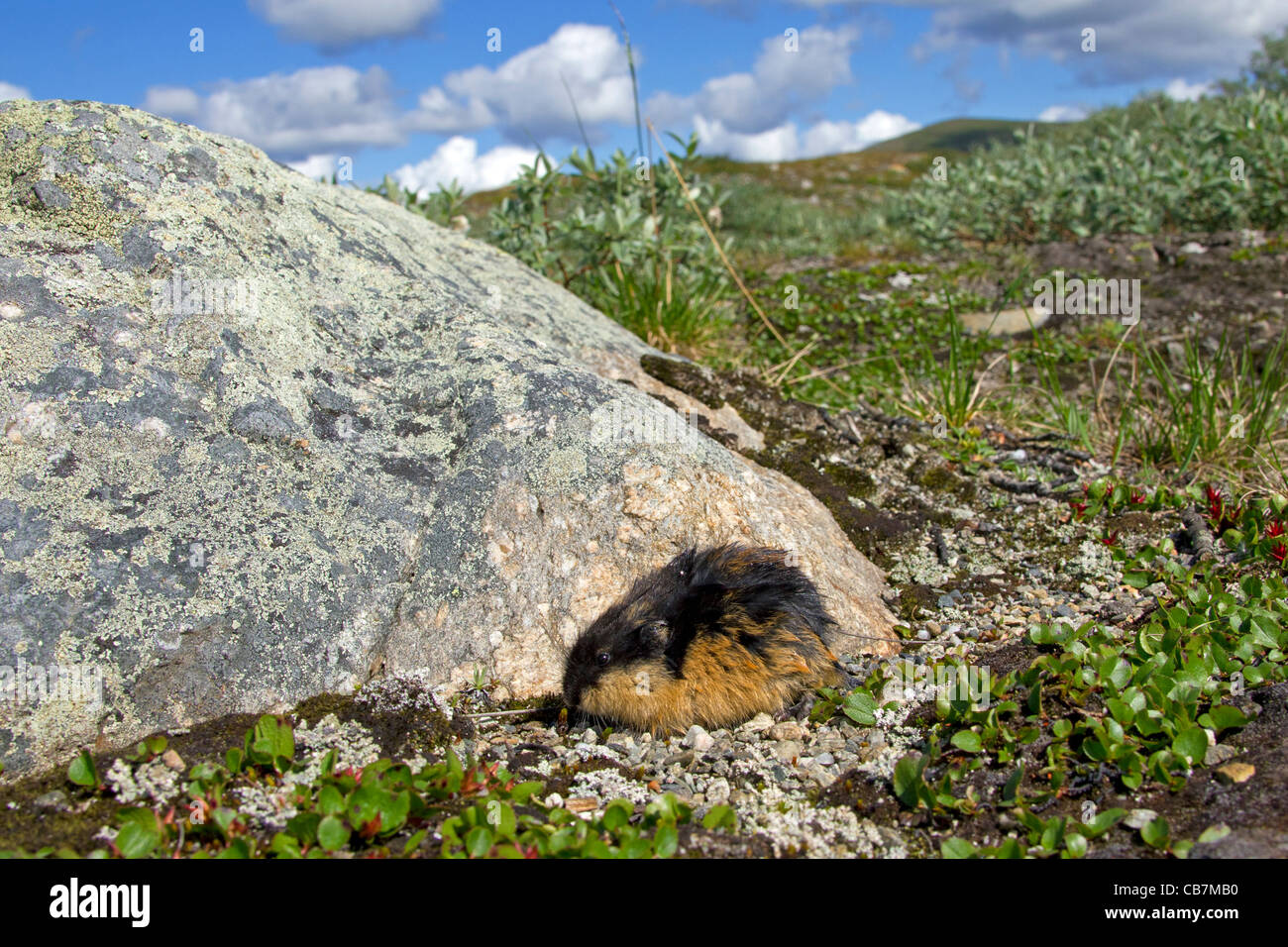 Norvegia lemming (Lemmus lemmus) sulla tundra in estate, Lapponia, Svezia Foto Stock