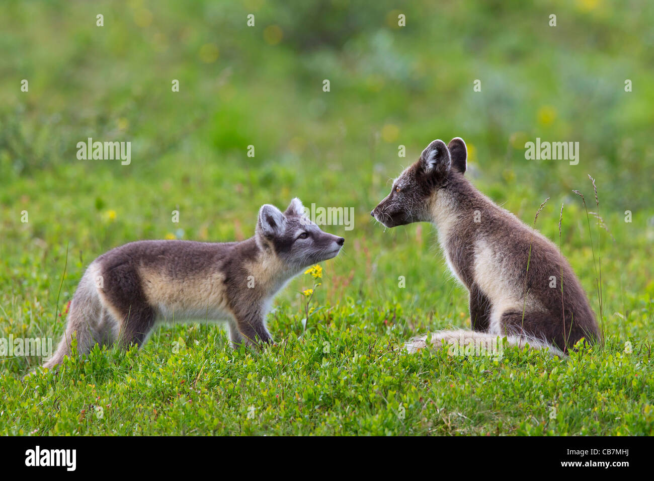 Arctic Fox (Vulpes vulpes lagopus / Alopex lagopus) cub saluto adulto nella tundra in estate, Lapponia, Svezia Foto Stock