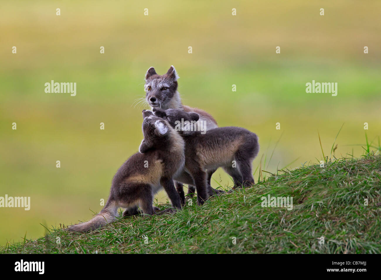 Arctic Fox (Vulpes vulpes lagopus / Alopex lagopus) adulto e cubs a den sulla tundra in estate, Lapponia, Svezia Foto Stock