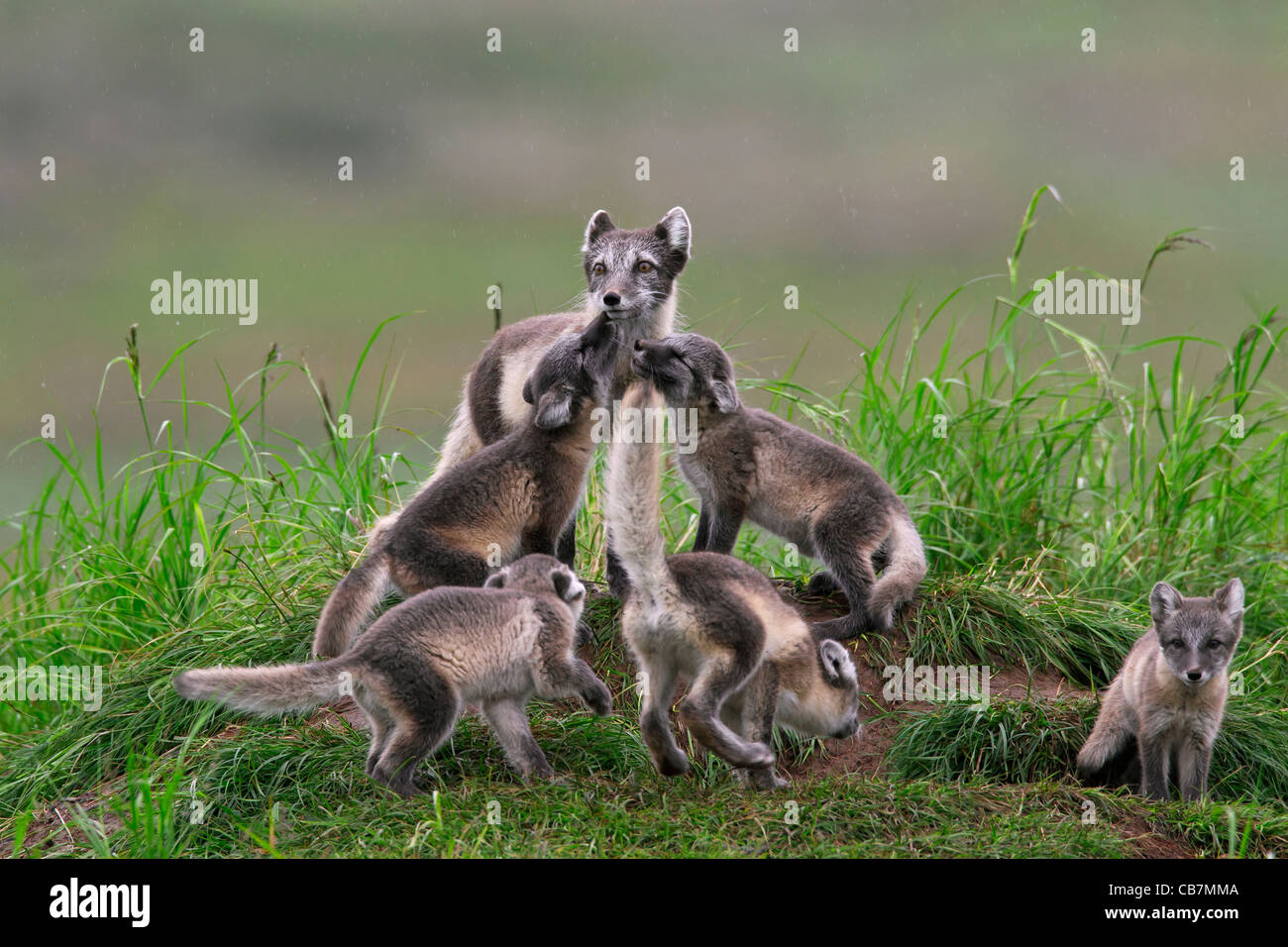 Arctic Fox (Vulpes vulpes lagopus / Alopex lagopus) cubs saluto adulto in den sulla tundra in estate, Lapponia, Svezia Foto Stock