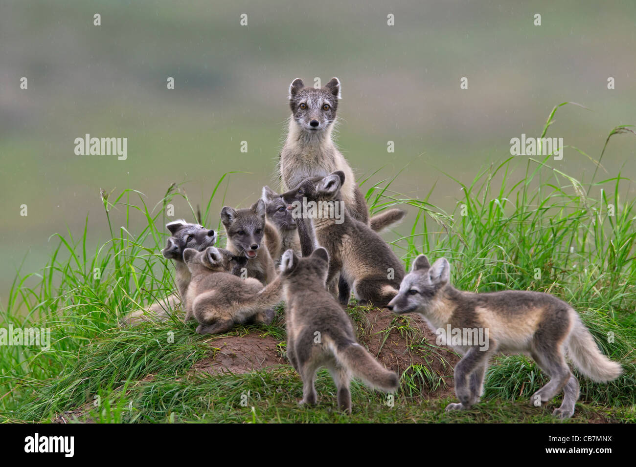 Arctic Fox (Vulpes vulpes lagopus / Alopex lagopus) adulto e cubs a den sulla tundra in estate, Lapponia, Svezia Foto Stock