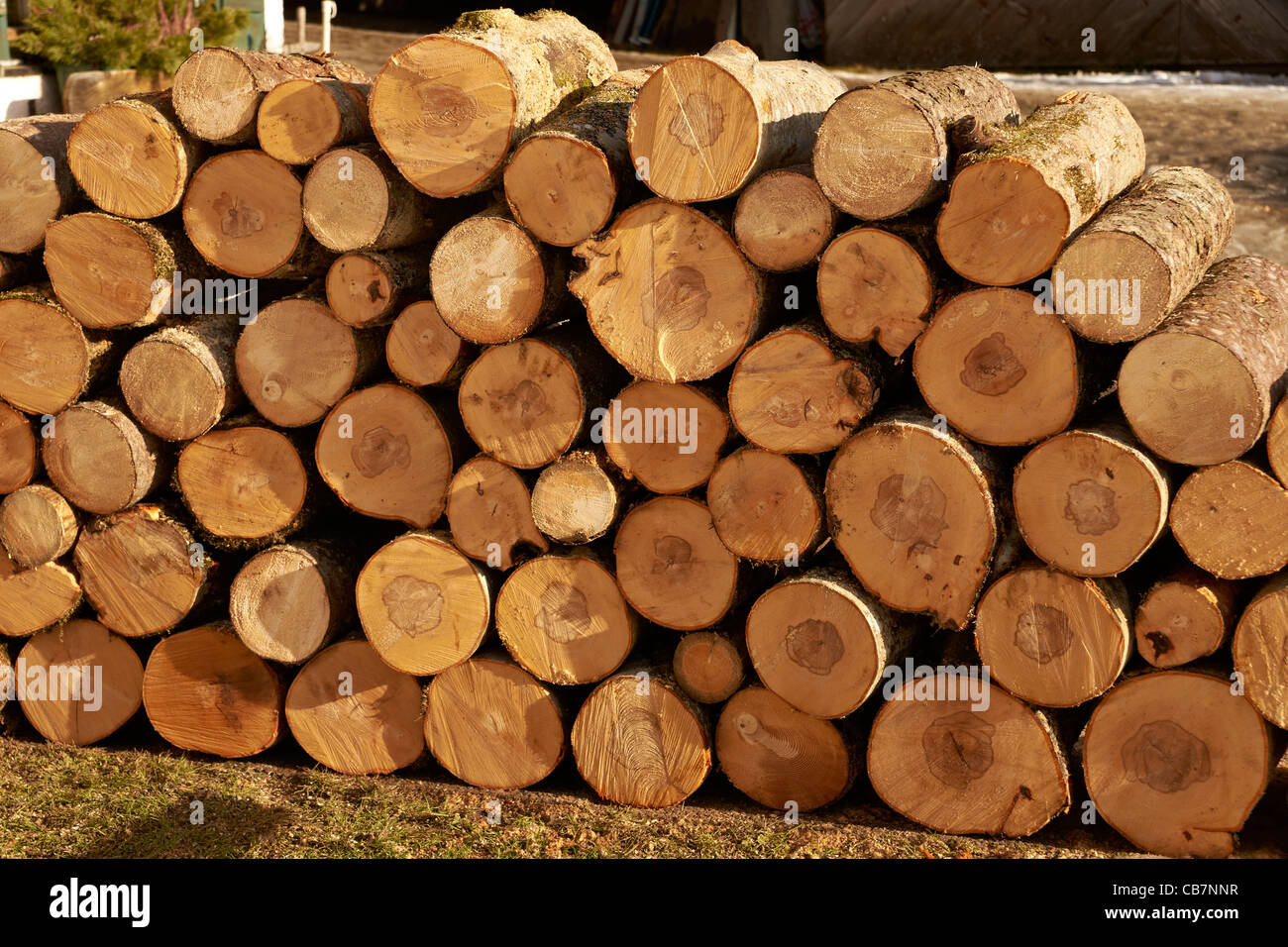 Legna Da Ardere Di Rovere - 10 Kg Per Stufe E Barbecue - Foto 2